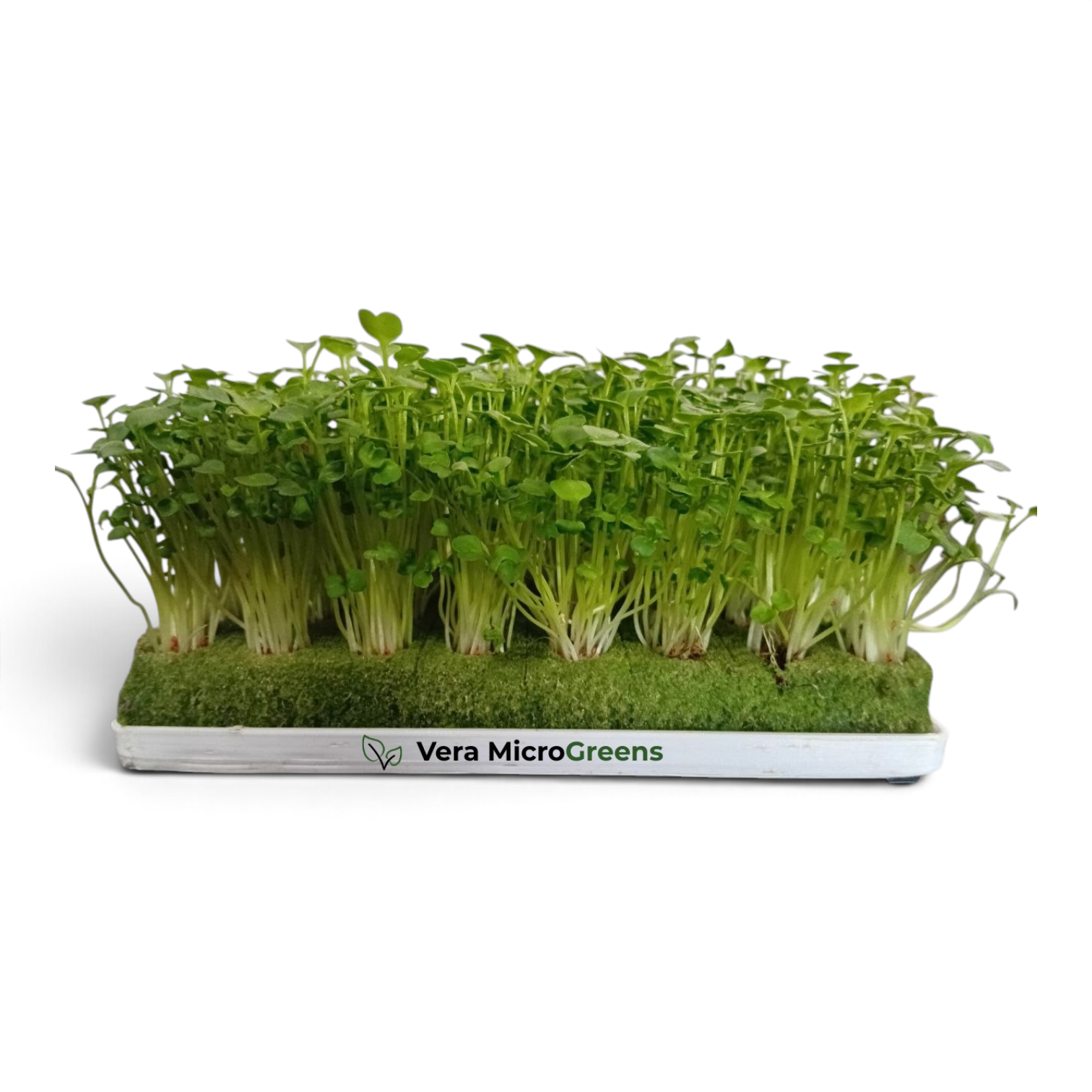 Microgreens de rúcula frescos, listos para acompañar platos gastronómicos